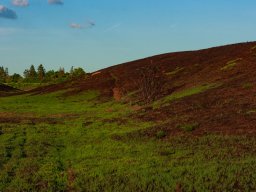 IMGP4944_Afbraendt hede